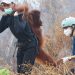 Endonezya’da yangın alarmı: Orangutanları kurtarmak için zamanla yarış