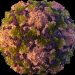 DSÖ, Fransa’da, hayvanlarda görülen Shamonda virüsünün ilk insan vakası olan kişinin öldüğünü bildirdi
