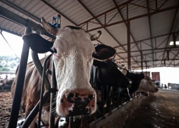 GKRY’de şap hastalığından dolayı itlaf edilen hayvan sayısı 83 bini geçecek