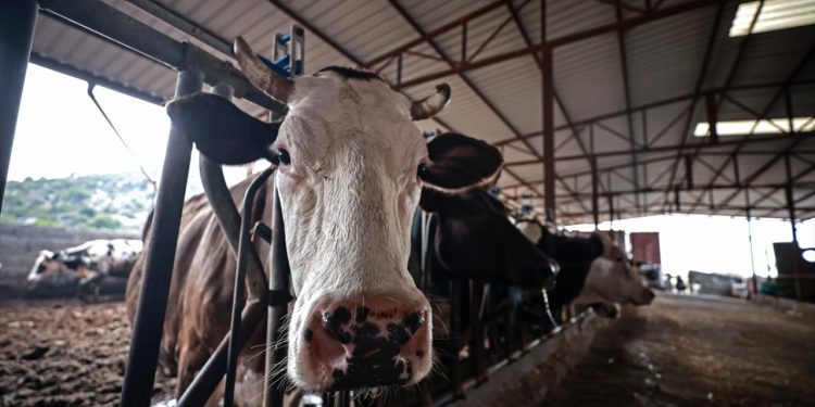 GKRY’de şap hastalığından dolayı itlaf edilen hayvan sayısı 83 bini geçecek